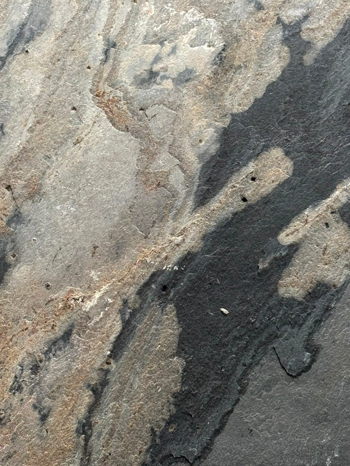 DYKUMOS RUDA - DESERT BROWN